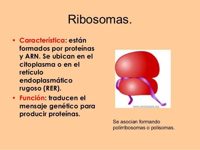 duda Banco Fundación Función de ribosomas - Aprender Fácil